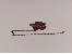 Flachankerkette Messing, kupferfarbig 2,4x1,9mm
