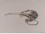 Panzerkette Messing, platin 1,3x1,8mm