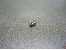 Webra 1006/116C Drosselk�cken Sport