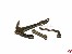 Admiralsanker Metall vergoldet 18. Jahrh. 70x60mm