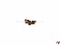 Juffern aus Holz hell 2,5mm