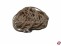Gummiringe  �50mm 80x1,8x1,8mm natur