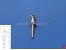 Handlaufst�tzen Messing M1x3,5mm, Bohrung 0,8mm
