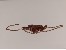 Ankerkette Messing, kupferfarbig 1,5x2x0,4mm